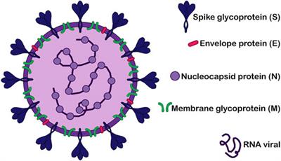 The Musculoskeletal Involvement After Mild to Moderate COVID-19 Infection